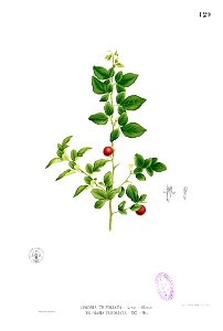 Triphasia trifolia Blanco1.129. Free illustration for personal and commercial use.