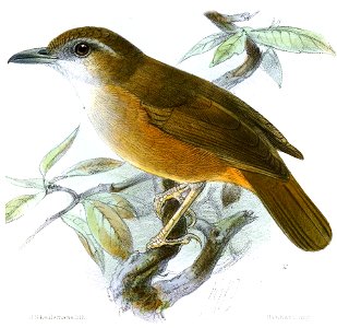TrichostomaAbbotti