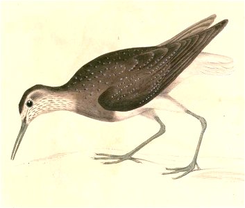 Tringa ochropus Hardwicke