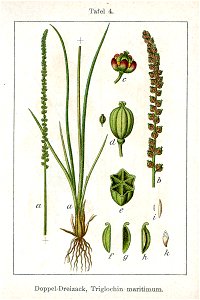 Triglochin maritima Sturm4