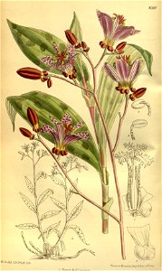 Tricyrtis stolonifera 140-8560