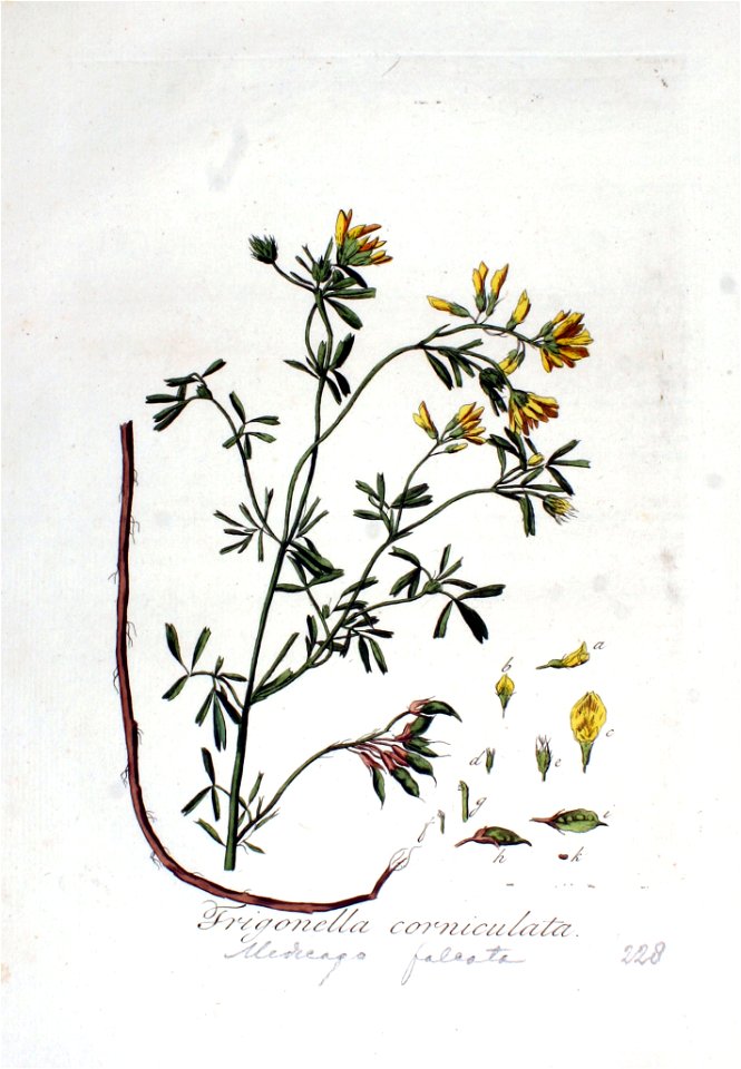Trigonella corniculata — Flora Batava — Volume v3