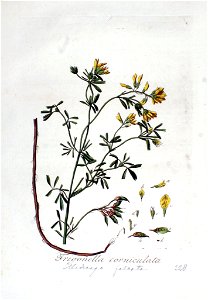 Trigonella corniculata — Flora Batava — Volume v3