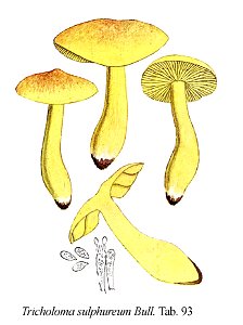 Tricholoma sulphureum-Icon-Mycol.-Tab-93. Free illustration for personal and commercial use.