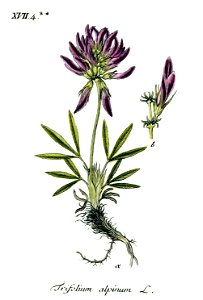 Trifolium alpinum - Deutschlands flora in abbildungen nach der natur - vol. 4 - t. 39 - clean. Free illustration for personal and commercial use.