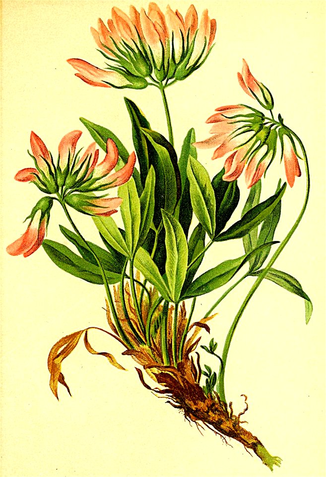 Trifolium alpinum Atlas Alpenflora