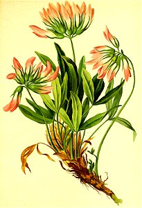 Trifolium alpinum Atlas Alpenflora