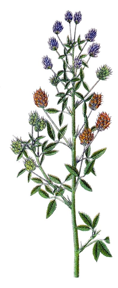 Trigonella besseriana Sturm