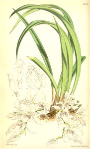Trichopilia subulata (as syn. Trichopilia hymenantha) - Curtis' 98 (Ser. 3 no. 28) pl. 5949 (1872)