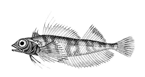 Tripterygion tripteronotum