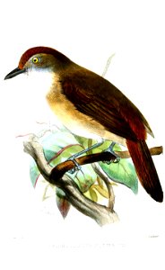 TrichostomusRufifronsSmit