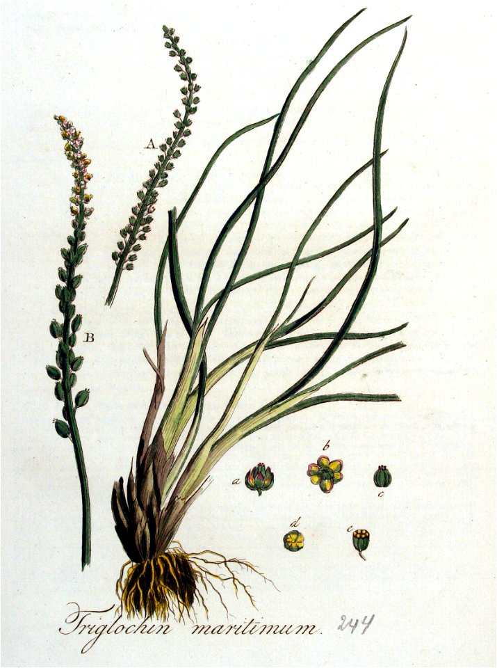 Triglochum maritimum — Flora Batava — Volume v4