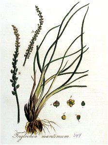 Triglochum maritimum — Flora Batava — Volume v4. Free illustration for personal and commercial use.