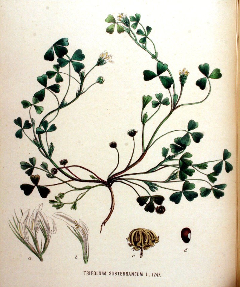 Trifolium subterraneum — Flora Batava — Volume v16