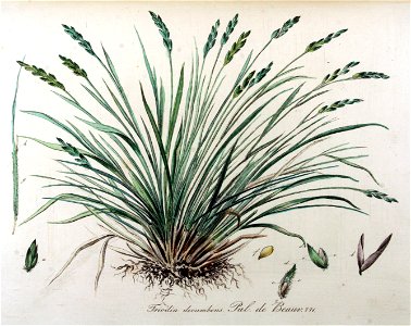 Triodia decumbens — Flora Batava — Volume v10