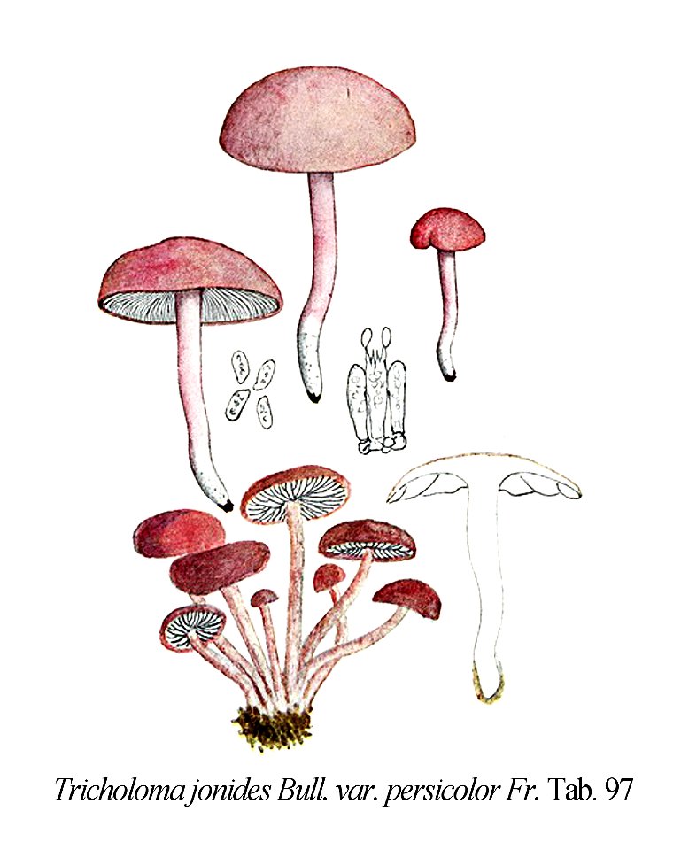 Tricholoma jonides var.persicolor-Icon-Mycol.-Tab-97