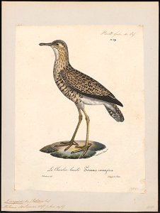 Tringoides bartramius - 1825-1834 - Print - Iconographia Zoologica - Special Collections University of Amsterdam - UBA01 IZ17400145
