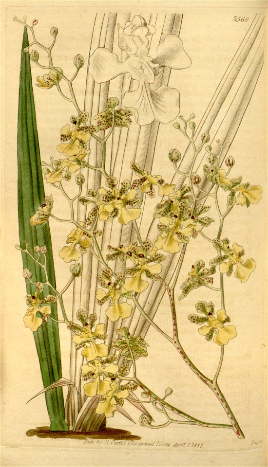 Trichocentrum cebolleta (as Oncidium cebolleta) - Curtis' 64 (N.S. 11) pl. 3568 (1837)