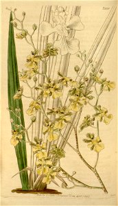 Trichocentrum cebolleta (as Oncidium cebolleta) - Curtis' 64 (N.S. 11) pl. 3568 (1837)