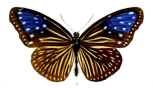 TrepsichroisLinnaei 35 1b