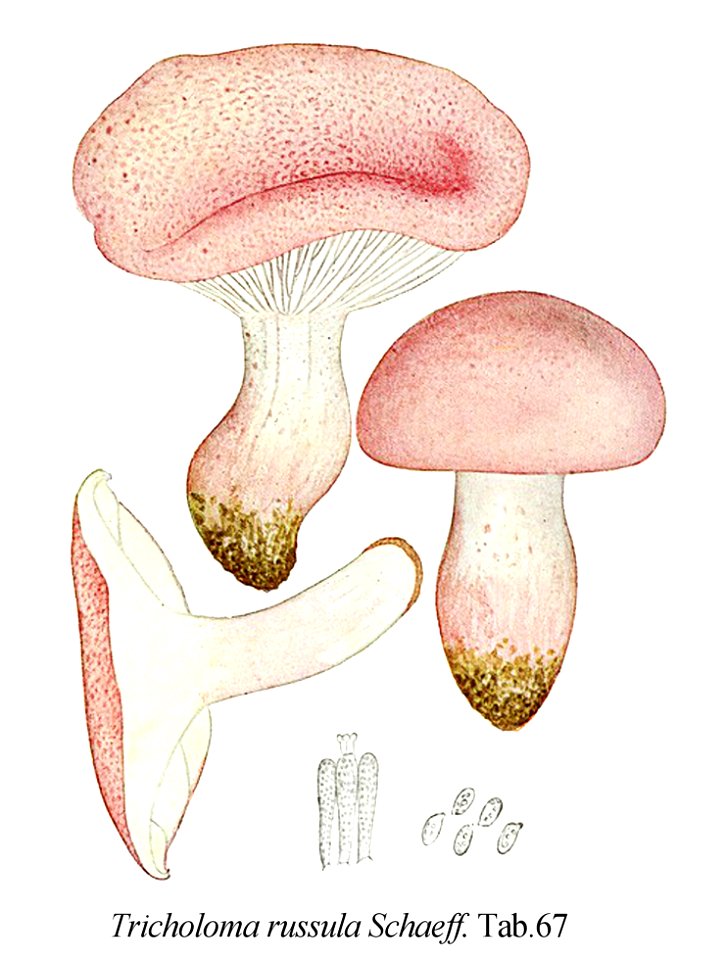 Tricholoma russula-Icon-Mycol.-Tab-67