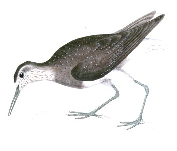 Tringa ochropus (Thomas Hardwicke, 1835) cleaned