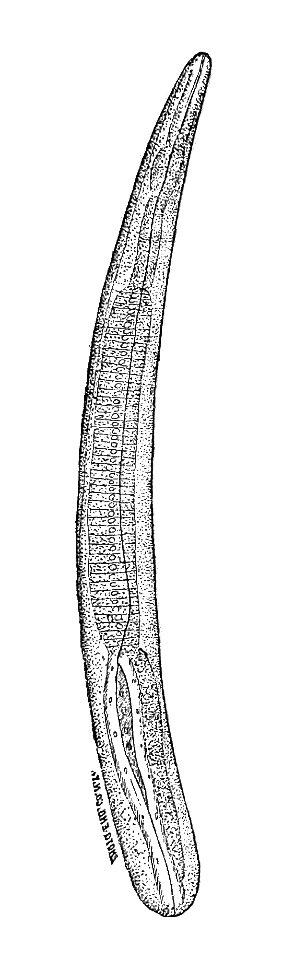 Trichinella spiralis (62)