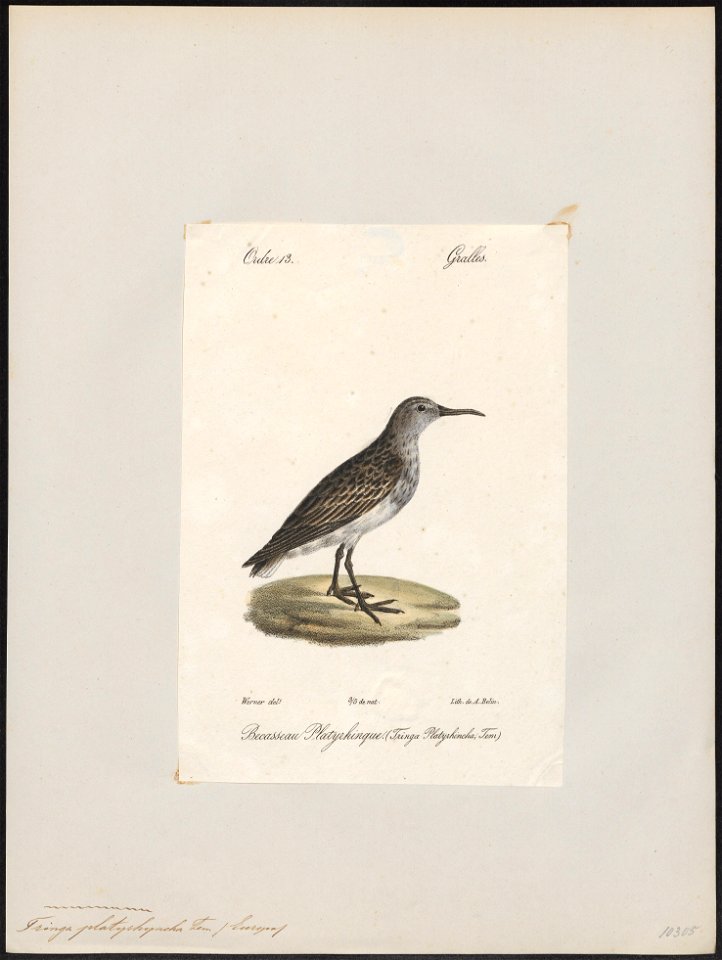 Tringa platyrhyncha - 1842-1848 - Print - Iconographia Zoologica - Special Collections University of Amsterdam - UBA01 IZ17400239