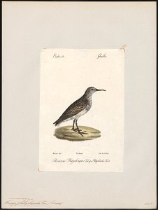 Tringa platyrhyncha - 1842-1848 - Print - Iconographia Zoologica - Special Collections University of Amsterdam - UBA01 IZ17400239