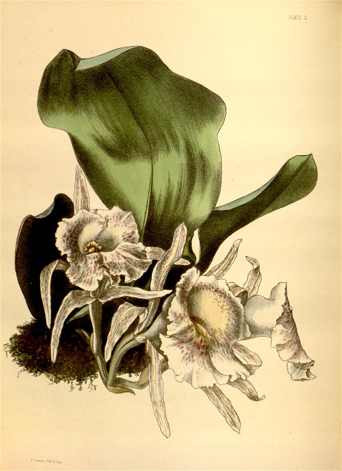 Trichopilia suavis Paxton 011