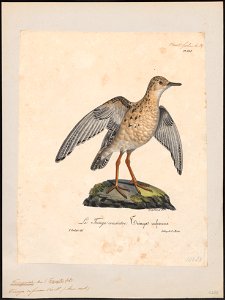 Tringoides rufescens - 1825-1834 - Print - Iconographia Zoologica - Special Collections University of Amsterdam - UBA01 IZ17400153