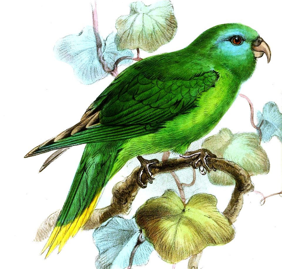 TrichoglossusPygmaeusKeulemans (cropped)