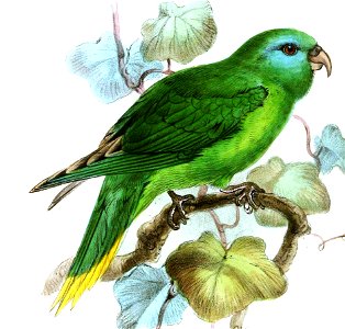 TrichoglossusPygmaeusKeulemans (cropped)