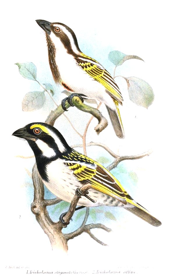 TricholaemaSmit