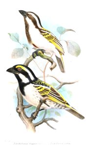 TricholaemaSmit