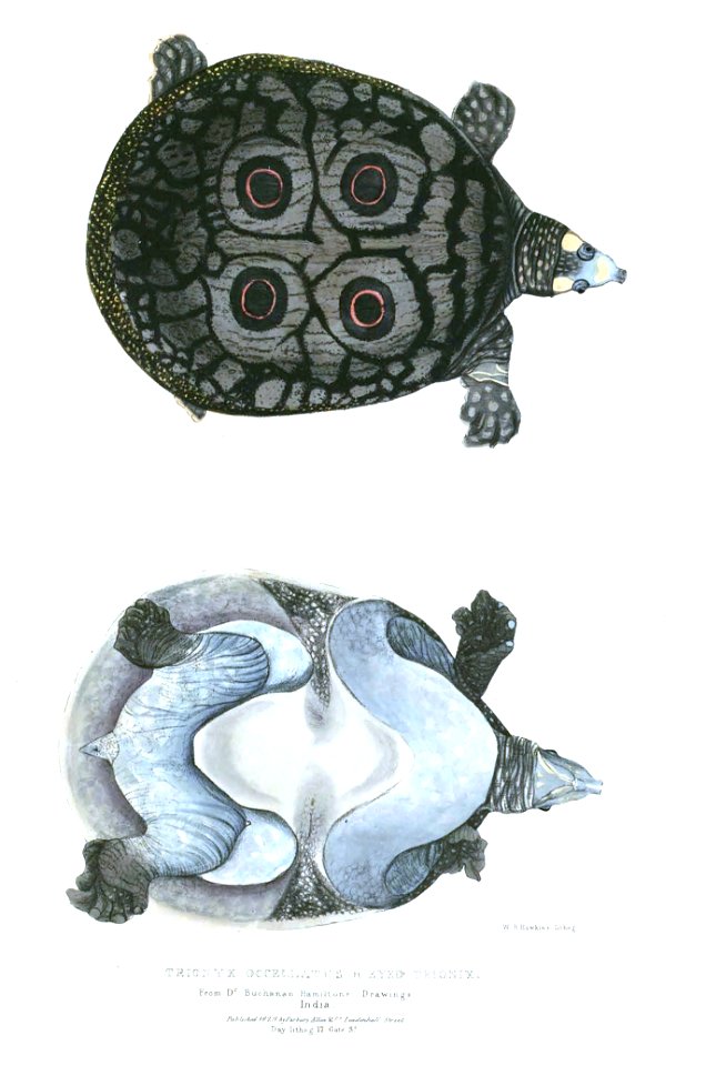Trionyx ocellatus