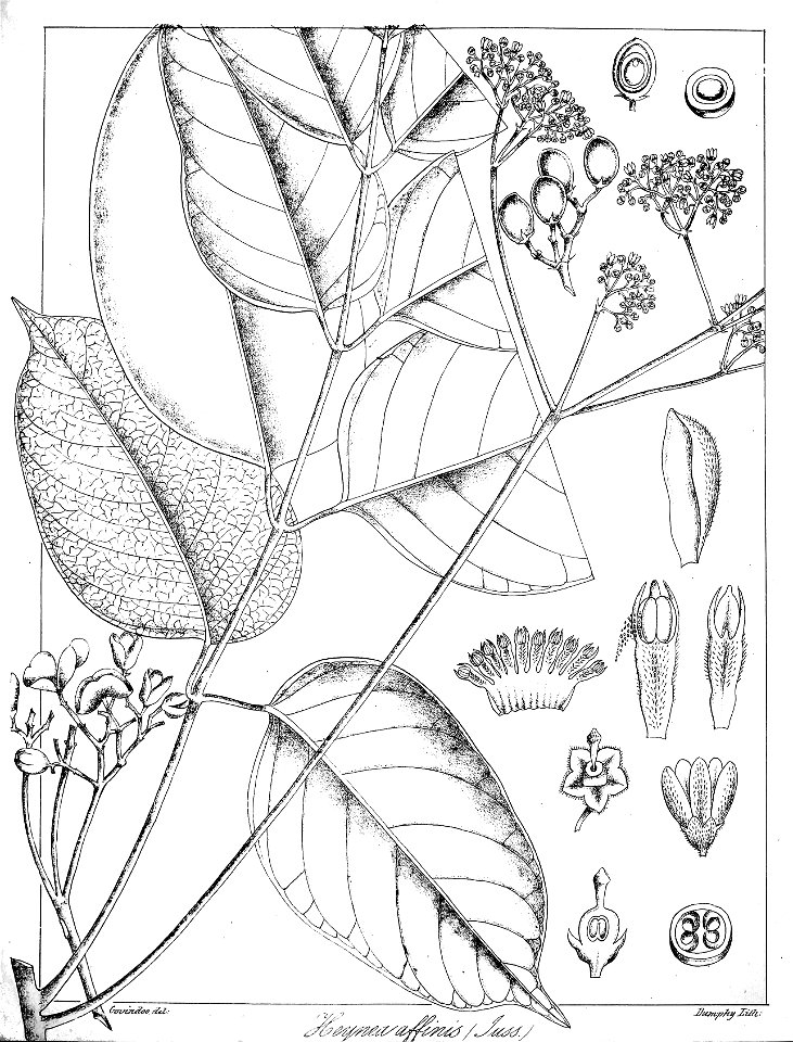 Trichilia affinis Govindoo