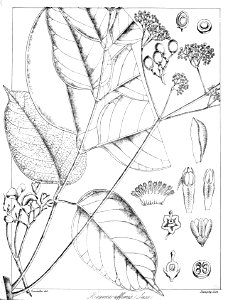 Trichilia affinis Govindoo
