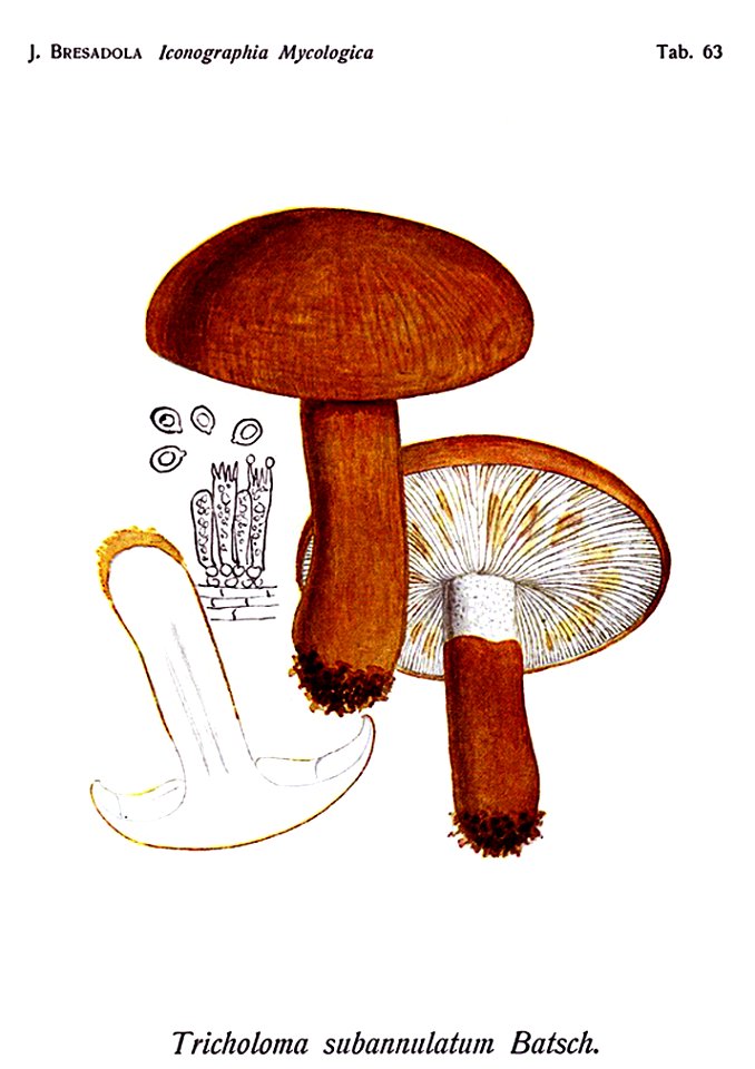 Tricholoma batschii-Bres.-Tab.63