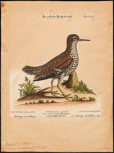 Tringoides macularius - 1700-1880 - Print - Iconographia Zoologica - Special Collections University of Amsterdam - UBA01 IZ17400143