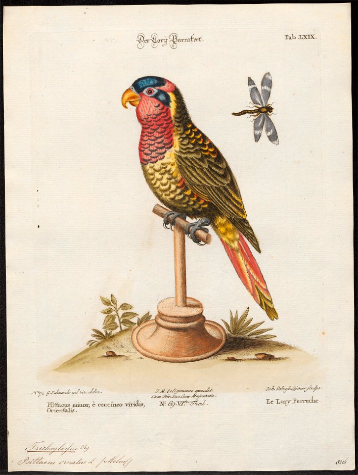 Trichoglossus ornatus - 1700-1880 - Print - Iconographia Zoologica - Special Collections University of Amsterdam - UBA01 IZ18500221