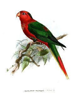 TrichoglossusPulchellusKeulemans