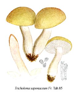 Tricholoma saponaceum -Icon-Mycol.-Tab-85. Free illustration for personal and commercial use.