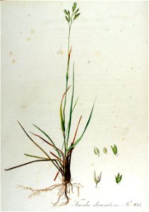 Triodia decumbens — Flora Batava — Volume v13