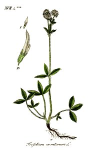 Trifolium montanum - Deutschlands Flora in Abbildungen nach der natur - vol. 4 t. 38. Free illustration for personal and commercial use.