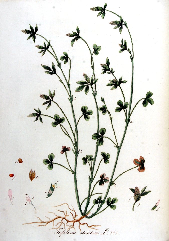 Trifolium striatum — Flora Batava — Volume v10