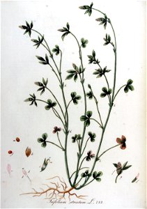 Trifolium striatum — Flora Batava — Volume v10