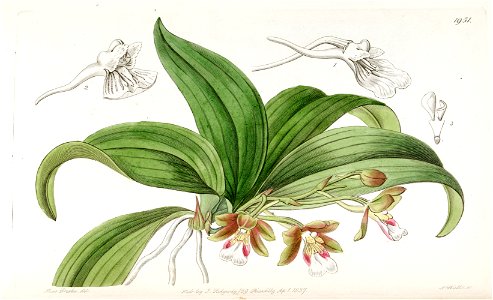Trichocentrum fuscum - Edwards vol. 23 (N.S. vol. 10) (1837) pl. 1951
