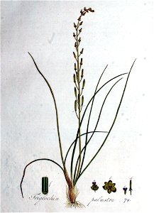 Triglochin palustre — Flora Batava — Volume v1