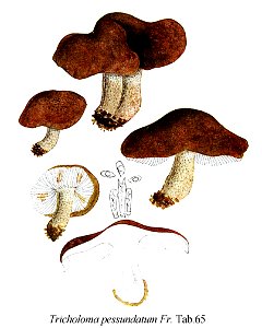 Tricholoma pessundatum-Icon-Mycol.-Tab-65